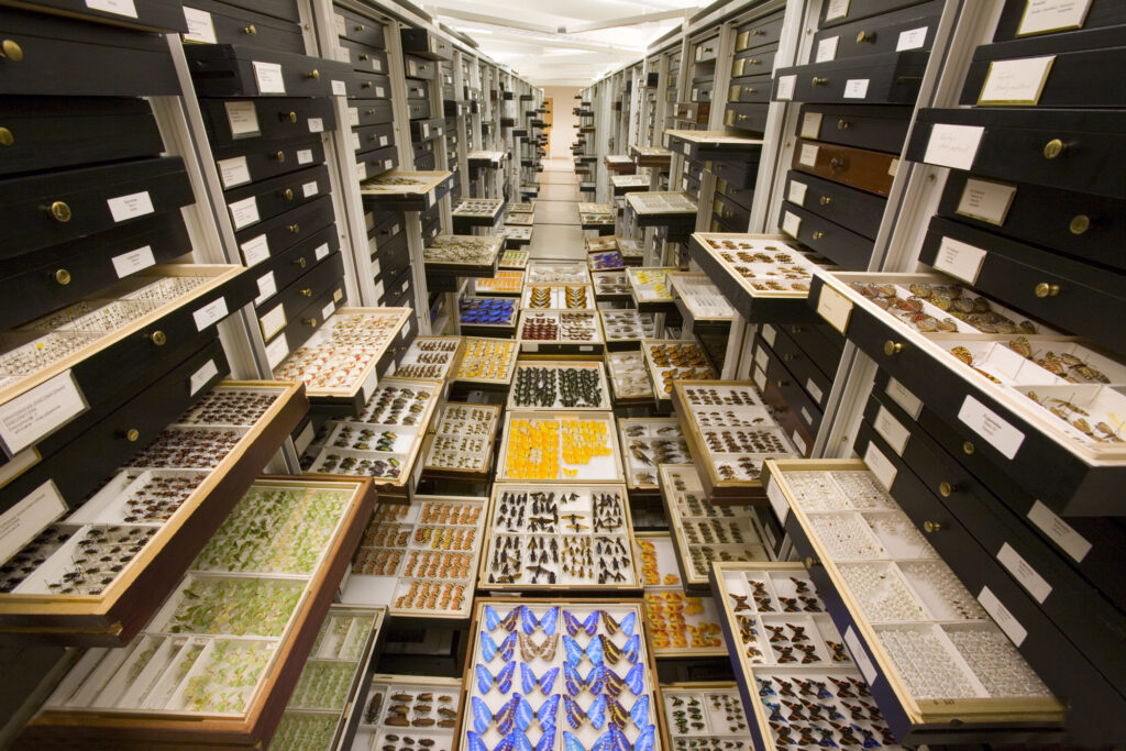 A presentation of entomology specimens arranged within one aisle of the Entomology Department compactor collection cabinets. Designed to illustrate the size and scope of the Entomology collection. Featured scientist: Dr. David Furth, Collections Manager.