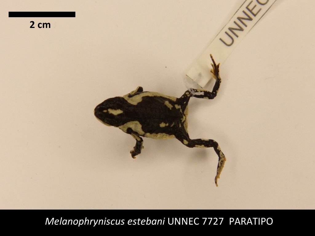 modelo1_Melanophryniscus estebani_Paratipo_UNNEC 7727
